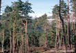 Paisaje forestal en la Sierra de la Demanda, Cordillera Ibérica