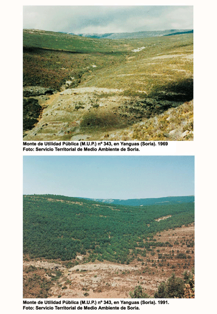 Nuevos paisajes forestales de Castilla y Len